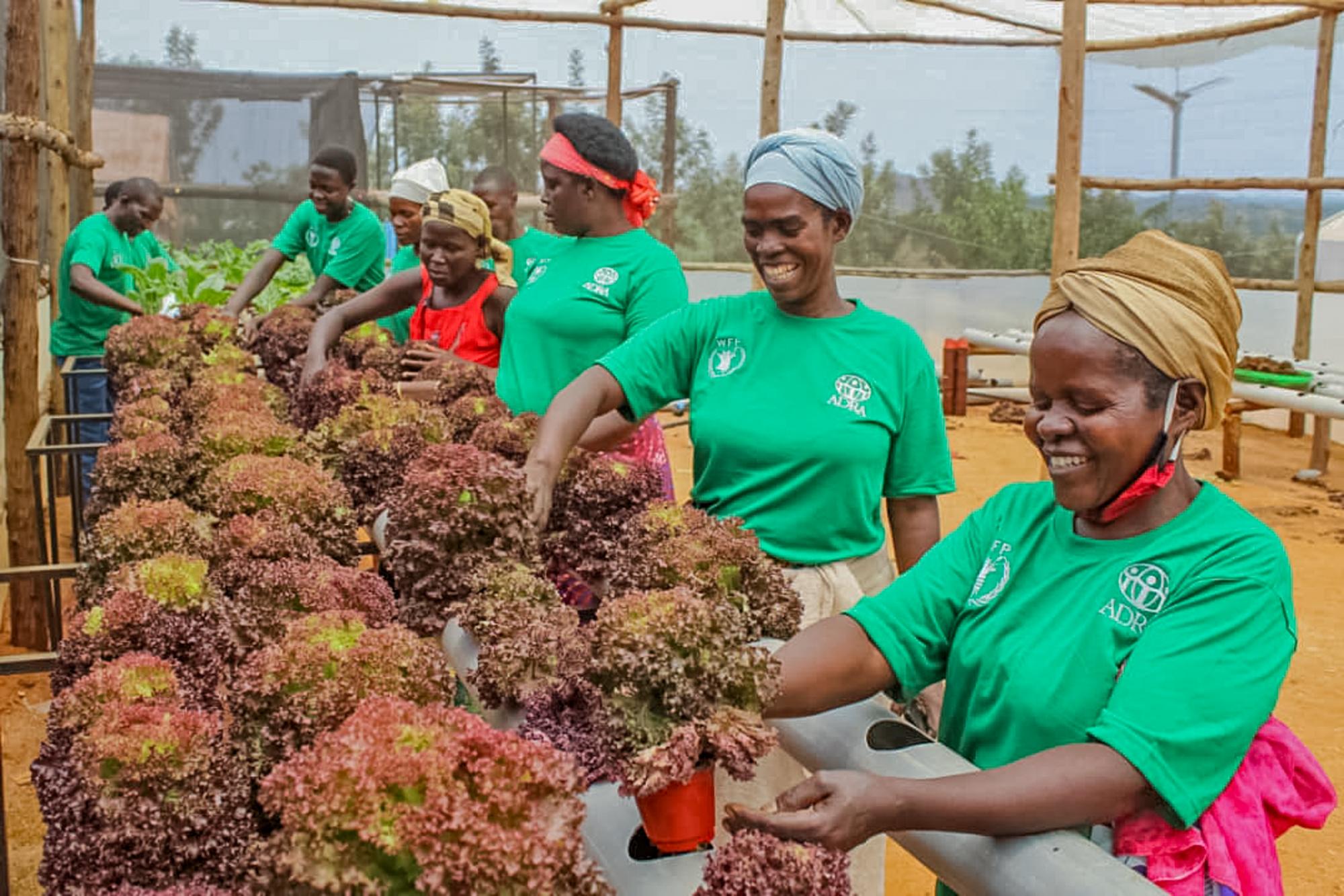 Hydroponic gardens support livelihoods in Uganda’s refugee settlements